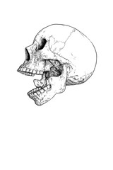 Skull profile