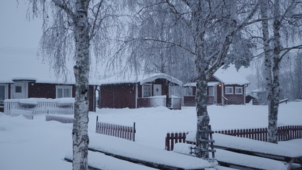 Winter in the Swedish forests