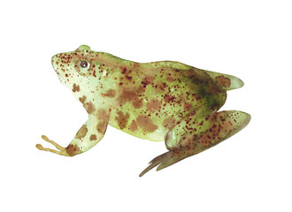 Green Frog. Isolated. White background. Watercolor hand drawing illustration