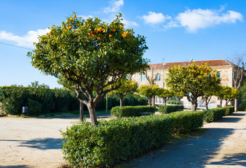 Mandarin trees on Montjuic hill, Barcelona