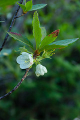 White Rhododendron (Rhodendron albiflorum). Cascade Mountains, Oregon
