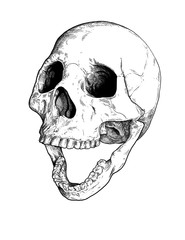 Skull high angle
