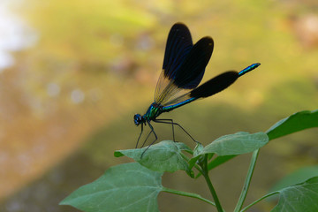 Libellula damigella (Calopteryx haemorroidalis),primo piano