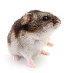 Small domestic hamster.