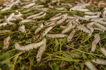Raising silkworms