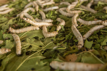 Raising silkworms