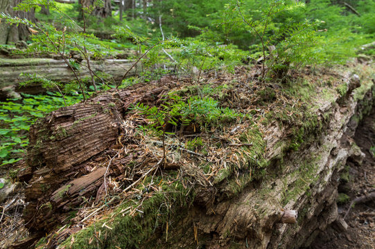 Western Hemlock (Tsuga heterophylla) seedlings growing on a nurse log in an Old-growth Forest in the Pacific Northwest.
