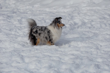 Blue merle shetland sheepdog puppy is standing on a white snow. Shetland collie or sheltie. Pet animals.