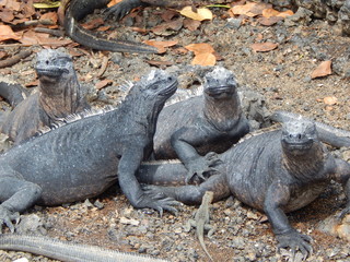 Galapagos Island