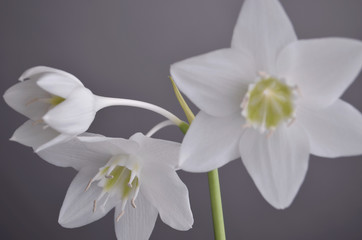 indoor plants: eucharis - Amazon lily, flower and tight buds
