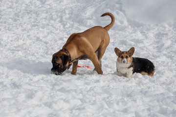 Puppies bullmastiff and pembroke welsh corgi are playing on the white snow. Pet animals.