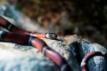 Milk snake, Lampropeltis triangulum close-up portrait photo
