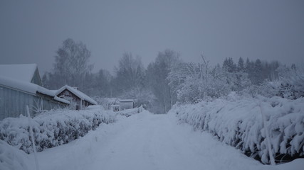 Fototapeta na wymiar Winter in the Swedish forests