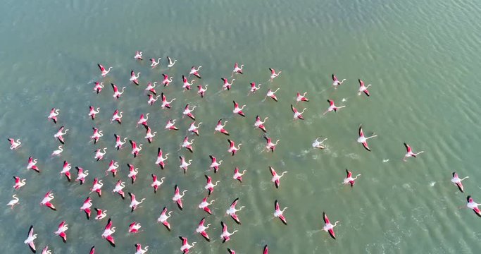 Many Pink flamingo flying away on salt lake , aerial shoot , drone shoot 4k uhd