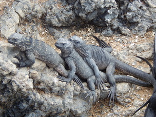 iguana on rock