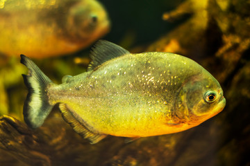 Red-bellied piranha close up, portrait photo