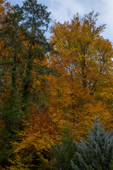 Fototapeta premium Herbstwald