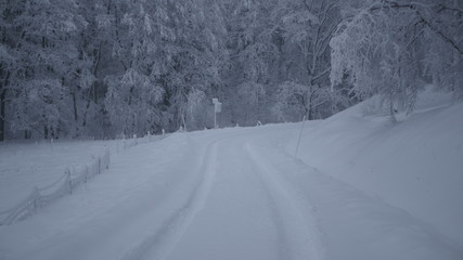 Winter in the Swedish forests