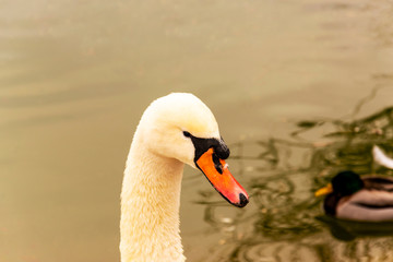 Swan close up portrait photo