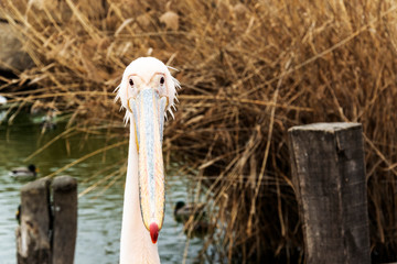 Pelican close up portrait photo