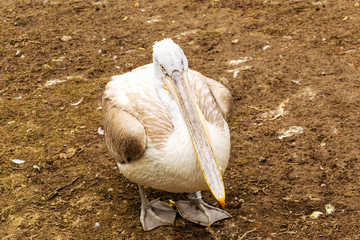 Pelican close up portrait photo