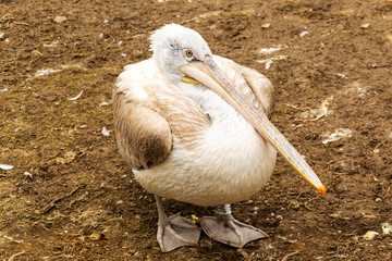 Pelican close up portrait photo
