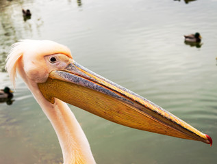 Pelican close up portrait photo