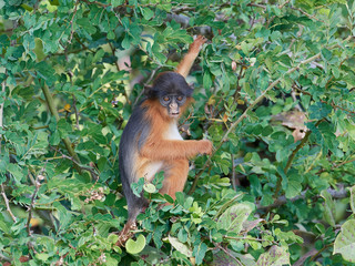 Western red colobus (Piliocolobus badius)
