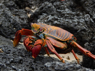 Galapagos Island