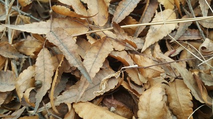 Dried brown leaves during autumn season Leaves background for text and messages