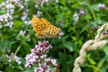 Schmetterling