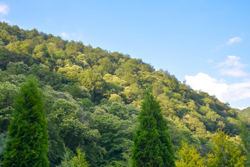 Fototapeta na wymiar mountain covered with green vegetation