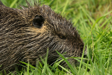 Nutria (Myocastor coypus). Ridgefield National Wildlife Refuge, Washington.