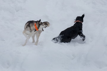 Siberian husky is playing with black labrador retriever on the white snow. Pet animals.