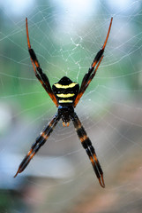 Black and Yellow Spider and his web.