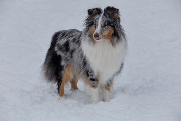 Cute blue merle shetland sheepdog puppy with lolling tongue is standing on a white snow. Shetland...