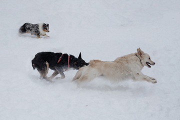 Fototapeta na wymiar Golden retriever, shetland collie and black mongrel are playing on the white snow. Pet animals.