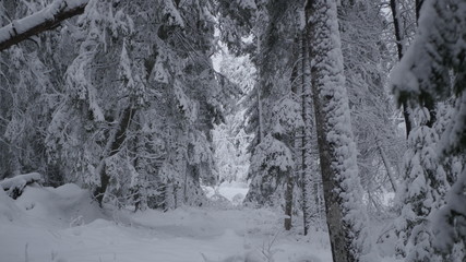 Fototapeta na wymiar Winter in the Swedish forests