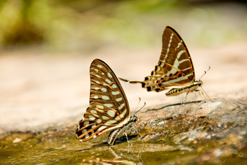 Wild butterflies in nature along the waterfall