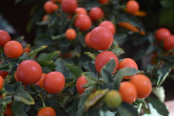 Помидоры Урожай