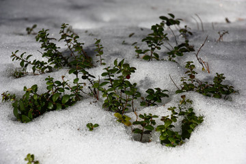 In the spring forest snow thaws around cowberry bushes.