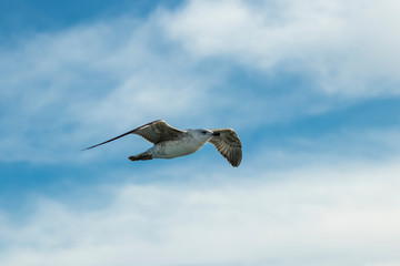 Seagull 