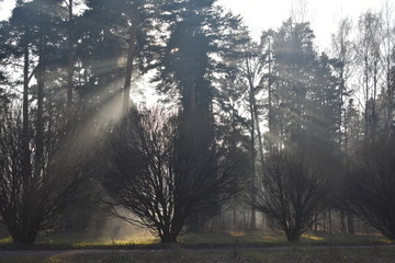 Obraz premium Лес Природа Туман