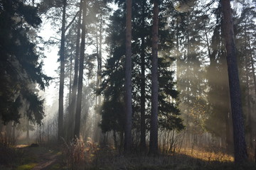 Obraz premium Лес Природа Туман Солнце