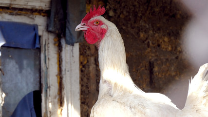 young chicken in the fence on the farm
