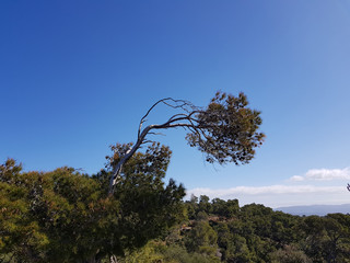 Albero di pino storto