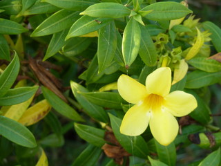 yellow flora