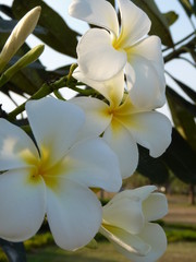 Fototapeta na wymiar Plumeria white flower