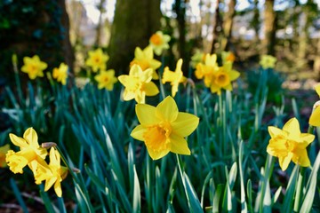 Fototapeta premium daffodils in the garden