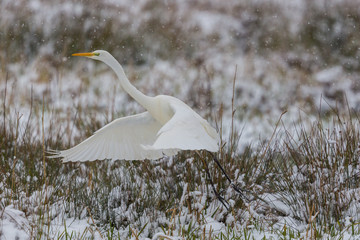 great white egret (egretta alba) taking off from snowy winter grassland